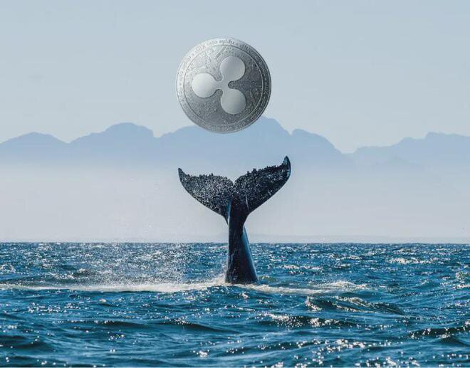 解码XRP筹码分布，谁拥有最多的XRP？